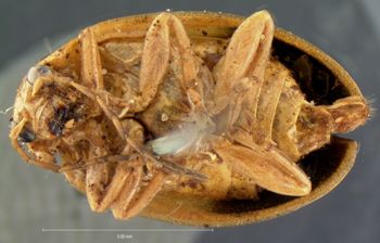 Media type: image; Entomology 18515   Aspect: habitus ventral view